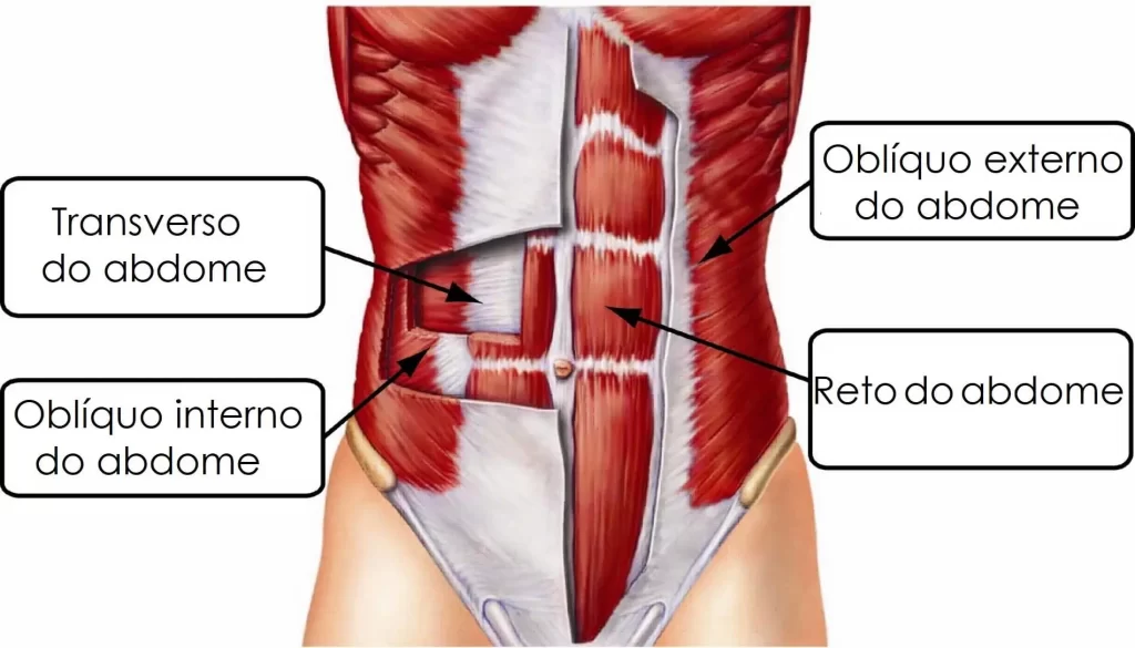 Anatomia-do-Abdômen-Reto-Abdominal_-Transverso-do-Abdômen_-Obliquos-Externos-e-Internos-_1_-_1_