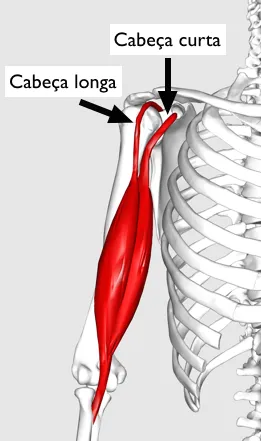 Cabeça longa e curta do biceps