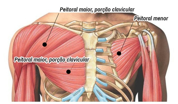 Anatomia do peitoral